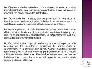 Los lóbulos cerebrales están bien diferenciados y la corteza cerebral
muy desarrollada, con marcadas circunvoluciones más evidentes en
especies con mayor capacidad intelectual.
Los órganos de los sentidos, por su parte son órganos ricos en
terminaciones nerviosas capaces de traducir los estímulos externos
en información para relacionar al individuo con su entorno.
De manera general, los más importantes en los mamíferos son el
olfato, el oído, la vista y el tacto, si bien en determinados grupos,
otros sentidos como la ecolocalización, la magnetosensibilidad o el
gusto adquieren mayor importancia.
El olfato desempeña un papel dominante en muchos aspectos de la
ecología de los mamíferos, incluyendo la alimentación, el
apareamiento y la comunicación social. Muchos mamíferos utilizan
feromonas y otras señales olfativas para comunicar la información
sobre su estado, territorio, identidad o estado reproductivo del
individuo o del grupo; tanto entre individuos de la misma especie
como de especies distintas.
 