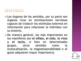  Los órganos de los sentidos, por su parte son
órganos ricos en terminaciones nerviosas
capaces de traducir los estímulos externos en
información para relacionar al individuo con
su entorno.
 De manera general, los más importantes en
los mamíferos son el olfato, el oído, la vista
y el tacto, si bien en determinados
grupos, otros sentidos como la
ecolocalización, la magnetosensibilidad o el
gusto adquieren mayor importancia.
 