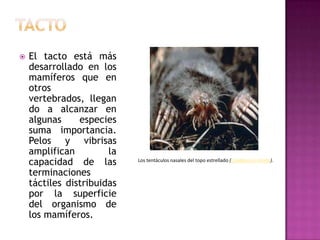  El tacto está más
desarrollado en los
mamíferos que en
otros
vertebrados, llegan
do a alcanzar en
algunas especies
suma importancia.
Pelos y vibrisas
amplifican la
capacidad de las
terminaciones
táctiles distribuidas
por la superficie
del organismo de
los mamíferos.
Los tentáculos nasales del topo estrellado (Condylura cristata).
 