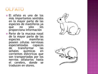  El olfato es uno de los
más importantes sentidos
en la mayor parte de las
especies de mamíferos ya
que no sólo les
proporciona información
 Parte de la mucosa nasal
de la mayor parte de las
especies mamíferas
poseen células nerviosas
especializadas capaces
de transformar las
señales químicas en
corrientes eléctricas que
son transportadas por los
nervios olfatorios hasta
el cerebro, donde se
traducen en olores.
 