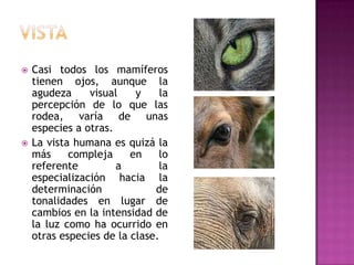  Casi todos los mamíferos
tienen ojos, aunque la
agudeza visual y la
percepción de lo que las
rodea, varía de unas
especies a otras.
 La vista humana es quizá la
más compleja en lo
referente a la
especialización hacia la
determinación de
tonalidades en lugar de
cambios en la intensidad de
la luz como ha ocurrido en
otras especies de la clase.
 