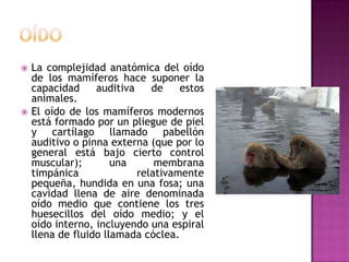  La complejidad anatómica del oído
de los mamíferos hace suponer la
capacidad auditiva de estos
animales.
 El oído de los mamíferos modernos
está formado por un pliegue de piel
y cartílago llamado pabellón
auditivo o pinna externa (que por lo
general está bajo cierto control
muscular); una membrana
timpánica relativamente
pequeña, hundida en una fosa; una
cavidad llena de aire denominada
oído medio que contiene los tres
huesecillos del oído medio; y el
oído interno, incluyendo una espiral
llena de fluido llamada cóclea.
 