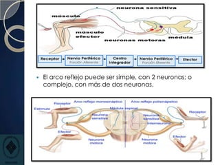 Sistema Nervioso Periférico
Todas aquellas estructuras integradas
que comunican al SNC con las partes
externas del cuerpo....