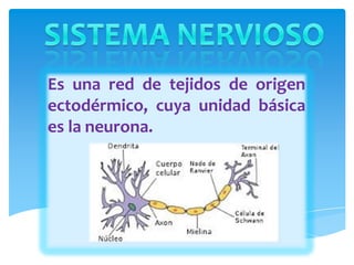 Es una red de tejidos de origen
ectodérmico, cuya unidad básica
es la neurona.
 