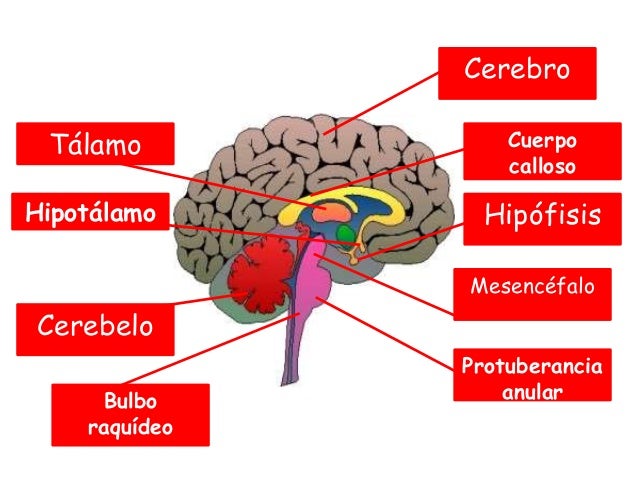 Sistema nervioso