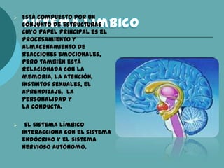  Está compuesto por un
conjunto de estructuras
cuyo papel principal es el
procesamiento y
almacenamiento de
reacciones emocionales,
pero también está
relacionada con la
memoria, la atención,
instintos sexuales, el
aprendizaje, la
personalidad y
la conducta.
 El sistema límbico
interacciona con el sistema
endócrino y el sistema
nervioso autónomo.
 