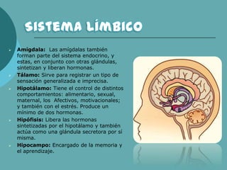  Amígdala: Las amígdalas también
forman parte del sistema endocrino, y
estas, en conjunto con otras glándulas,
sintetizan y liberan hormonas.
 Tálamo: Sirve para registrar un tipo de
sensación generalizada e imprecisa.
 Hipotálamo: Tiene el control de distintos
comportamientos: alimentario, sexual,
maternal, los Afectivos, motivacionales;
y también con el estrés. Produce un
mínimo de dos hormonas.
 Hipófisis: Libera las hormonas
sintetizadas por el hipotálamo y también
actúa como una glándula secretora por sí
misma.
 Hipocampo: Encargado de la memoria y
el aprendizaje.
 