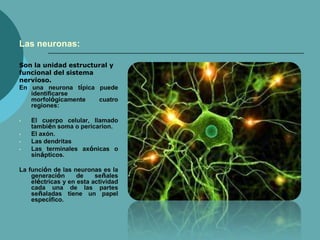 Las neuronas:
Son la unidad estructural y
funcional del sistema
nervioso.
En una neurona típica puede
identificarse
morfológicamente cuatro
regiones:
• El cuerpo celular, llamado
también soma o pericarion.
• El axón.
• Las dendritas
• Las terminales axónicas o
sinápticos.
La función de las neuronas es la
generación de señales
eléctricas y en esta actividad
cada una de las partes
señaladas tiene un papel
específico.
 