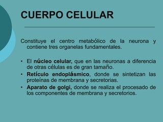 CUERPO CELULAR
Constituye el centro metabólico de la neurona y
contiene tres organelas fundamentales.
• El núcleo celular, que en las neuronas a diferencia
de otras células es de gran tamaño.
• Retículo endoplásmico, donde se sintetizan las
proteínas de membrana y secretorias.
• Aparato de golgi, donde se realiza el procesado de
los componentes de membrana y secretorios.
 