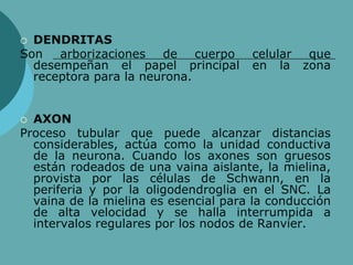  DENDRITAS
Son arborizaciones de cuerpo celular que
desempeñan el papel principal en la zona
receptora para la neurona.
 AXON
Proceso tubular que puede alcanzar distancias
considerables, actúa como la unidad conductiva
de la neurona. Cuando los axones son gruesos
están rodeados de una vaina aislante, la mielina,
provista por las células de Schwann, en la
periferia y por la oligodendroglia en el SNC. La
vaina de la mielina es esencial para la conducción
de alta velocidad y se halla interrumpida a
intervalos regulares por los nodos de Ranvier.
 