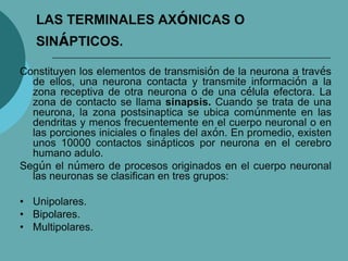 LAS TERMINALES AXÓNICAS O
SINÁPTICOS.
Constituyen los elementos de transmisión de la neurona a través
de ellos, una neurona contacta y transmite información a la
zona receptiva de otra neurona o de una célula efectora. La
zona de contacto se llama sinapsis. Cuando se trata de una
neurona, la zona postsinaptica se ubica comúnmente en las
dendritas y menos frecuentemente en el cuerpo neuronal o en
las porciones iniciales o finales del axón. En promedio, existen
unos 10000 contactos sinápticos por neurona en el cerebro
humano adulo.
Según el número de procesos originados en el cuerpo neuronal
las neuronas se clasifican en tres grupos:
• Unipolares.
• Bipolares.
• Multipolares.
 