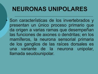 NEURONAS UNIPOLARES
• Son características de los invertebrados y
presentan un único proceso primario que
da origen a varias ramas que desempeñan
las funciones de axones o dendritas; en los
mamíferos, la neurona sensorial primaria
de los ganglios de las raíces dorsales es
una variante de la neurona unipolar,
llamada seudounipolar.
 