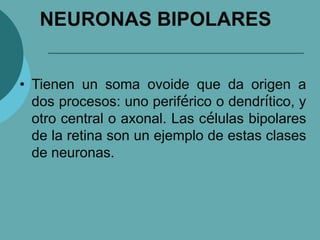 NEURONAS BIPOLARES
• Tienen un soma ovoide que da origen a
dos procesos: uno periférico o dendrítico, y
otro central o axonal. Las células bipolares
de la retina son un ejemplo de estas clases
de neuronas.
 