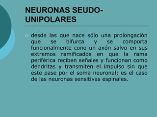 NEURONAS SEUDO-
UNIPOLARES
 desde las que nace sólo una prolongación
que se bifurca y se comporta
funcionalmente cono un axón salvo en sus
extremos ramificados en que la rama
periférica reciben señales y funcionan como
dendritas y transmiten el impulso sin que
este pase por el soma neuronal; es el caso
de las neuronas sensitivas espinales.
 