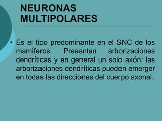 NEURONAS
MULTIPOLARES
• Es el tipo predominante en el SNC de los
mamíferos. Presentan arborizaciones
dendríticas y en general un solo axón: las
arborizaciones dendríticas pueden emerger
en todas las direcciones del cuerpo axonal.
 