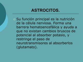 ASTROCITOS.
 Su función principal es la nutrición
de la célula nerviosa. Forma una
barrera hematoencefálica y ayuda a
que no existan cambios bruscos de
potencial al absorber potasio, y
restringe el paso de
neurotransmisores al absorberlos
(glutamato).
 