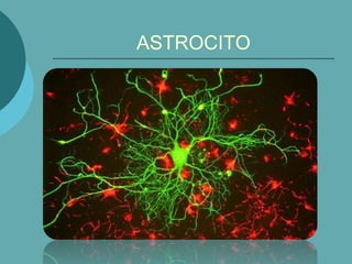 ASTROCITO
 
