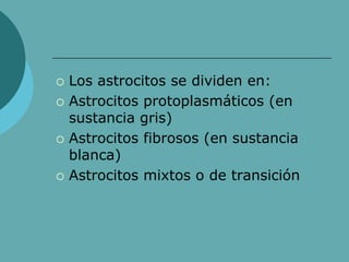  Los astrocitos se dividen en:
 Astrocitos protoplasmáticos (en
sustancia gris)
 Astrocitos fibrosos (en sustancia
blanca)
 Astrocitos mixtos o de transición
 