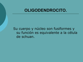 OLIGODENDROCITO.
Su cuerpo y núcleo son fusiformes y
su función es equivalente a la célula
de schuan.
 