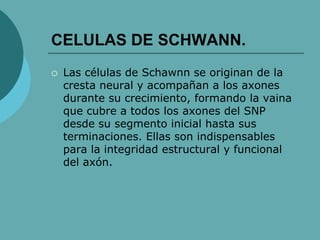 CELULAS DE SCHWANN.
 Las células de Schawnn se originan de la
cresta neural y acompañan a los axones
durante su crecimiento, formando la vaina
que cubre a todos los axones del SNP
desde su segmento inicial hasta sus
terminaciones. Ellas son indispensables
para la integridad estructural y funcional
del axón.
 