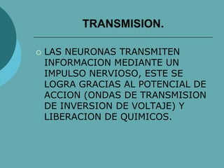 TRANSMISION.
 LAS NEURONAS TRANSMITEN
INFORMACION MEDIANTE UN
IMPULSO NERVIOSO, ESTE SE
LOGRA GRACIAS AL POTENCIAL DE
ACCION (ONDAS DE TRANSMISION
DE INVERSION DE VOLTAJE) Y
LIBERACION DE QUIMICOS.
 