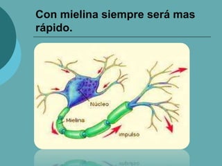 Con mielina siempre será mas
rápido.
 