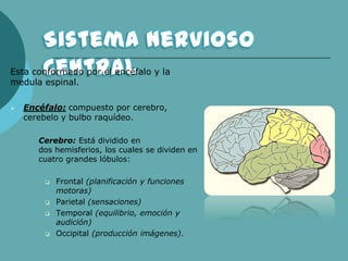 Esta conformado por el encéfalo y la
medula espinal.
 Encéfalo: compuesto por cerebro,
cerebelo y bulbo raquídeo.
• Cerebro: Está dividido en
dos hemisferios, los cuales se dividen en
cuatro grandes lóbulos:
 Frontal (planificación y funciones
motoras)
 Parietal (sensaciones)
 Temporal (equilibrio, emoción y
audición)
 Occipital (producción imágenes).
 