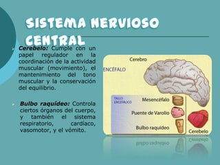  Cerebelo: Cumple con un
papel regulador en la
coordinación de la actividad
muscular (movimiento), el
mantenimiento del tono
muscular y la conservación
del equilibrio.
 Bulbo raquídeo: Controla
ciertos órganos del cuerpo,
y también el sistema
respiratorio, cardíaco,
vasomotor, y el vómito.
 