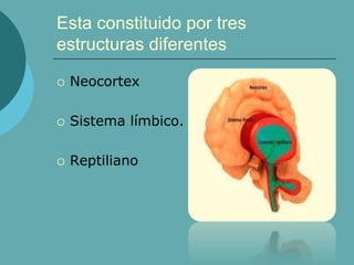 Esta constituido por tres
estructuras diferentes
 Neocortex
 Sistema límbico.
 Reptiliano
 