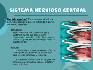  Medula espinal: Es una masa cilíndrica
de tejido nervioso que se extiende a partir
del bulbo raquídeo.
 Estructura:
Está constituida por substancia gris y
sustancia blanca que adoptan una
distribución bastante regular. La sustancia
blanca ocupa la parte externa que rodea la
substancia gris
 Función:
La sustancia gris sirve de centro reflejo y
forma parte de un centro de distribución
para las vías sensitivas y motoras.
La sustancia blanca actúa así de gran vía
conductora de impulsos hacia el encéfalo y
a partir de éste.
 