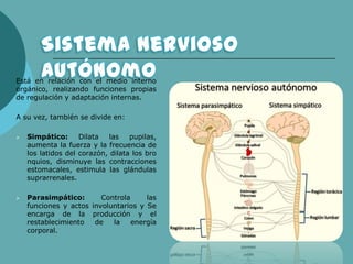 Está en relación con el medio interno
orgánico, realizando funciones propias
de regulación y adaptación internas.
A su vez, también se divide en:
 Simpático: Dilata las pupilas,
aumenta la fuerza y la frecuencia de
los latidos del corazón, dilata los bro
nquios, disminuye las contracciones
estomacales, estimula las glándulas
suprarrenales.
 Parasimpático: Controla las
funciones y actos involuntarios y Se
encarga de la producción y el
restablecimiento de la energía
corporal.
 