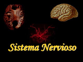 Sistema Nervioso

 