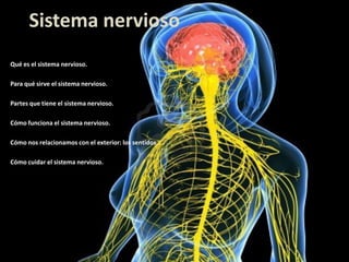 Sistema nervioso
Qué es el sistema nervioso.
Para qué sirve el sistema nervioso.
Partes que tiene el sistema nervioso.
Cómo funciona el sistema nervioso.
Cómo nos relacionamos con el exterior: los sentidos.
Cómo cuidar el sistema nervioso.

 