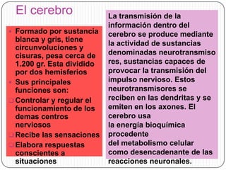 El cerebro
 Formado por sustancia

blanca y gris, tiene
circunvoluciones y
cisuras, pesa cerca de
1.200 gr. Esta dividido
por dos hemisferios
 Sus principales
funciones son:
 Controlar y regular el
funcionamiento de los
demas centros
nerviosos
 Recibe las sensaciones
 Elabora respuestas
conscientes a
situaciones

La transmisión de la
información dentro del
cerebro se produce mediante
la actividad de sustancias
denominadas neurotransmiso
res, sustancias capaces de
provocar la transmisión del
impulso nervioso. Estos
neurotransmisores se
reciben en las dendritas y se
emiten en los axones. El
cerebro usa
la energía bioquímica
procedente
del metabolismo celular
como desencadenante de las
reacciones neuronales.

 