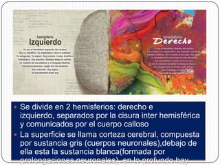  Se divide en 2 hemisferios: derecho e

izquierdo, separados por la cisura inter hemisférica
y comunicados por el cuerpo calloso
 La superficie se llama corteza cerebral, compuesta
por sustancia gris (cuerpos neuronales),debajo de
ella esta la sustancia blanca(formada por
prolongaciones neuronales), en lo profundo hay

 