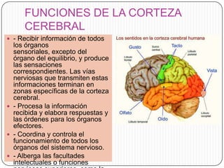 FUNCIONES DE LA CORTEZA
CEREBRAL
 - Recibir información de todos

los órganos
sensoriales, excepto del
órgano del equilibrio, y produce
las sensaciones
correspondientes. Las vías
nerviosas que transmiten estas
informaciones terminan en
zonas específicas de la corteza
cerebral.
 - Procesa la información
recibida y elabora respuestas y
las órdenes para los órganos
efectores.
 - Coordina y controla el
funcionamiento de todos los
órganos del sistema nervioso.
 - Alberga las facultades
intelectuales o funciones

 