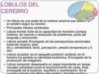 LOBULOS DEL
CEREBRO
 Un lóbulo es una parte de la corteza cerebral que subdivide









el cerebro según su función.
Principales lóbulos cerebrales:
Lóbulo frontal: Este da la capacidad de moverse (corteza
motora), de razonar y resolución de problemas, parte del
lenguaje y emociones.
Lóbulo parietal: Encargado de las percepciones sensoriales
externas (manos, pies,
etc.): sensibilidad, tacto, percepción, presión,temperatura y d
olor.
Lóbulo occipital: es el casquete posterior cerebral, en el
hombre ha perdido su identidad anatómica. Encargado de la
producción de imágenes.
Lóbulo temporal: desempeña un papel importante en tareas
visuales complejas como el reconocimiento de caras. Está
encargado de la audición, equilibrio y coordinación. Es el

 