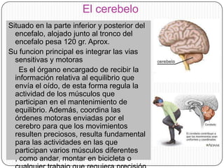 El cerebelo
Situado en la parte inferior y posterior del
encefalo, alojado junto al tronco del
encefalo pesa 120 gr. Aprox.
Su funcion principal es integrar las vias
sensitivas y motoras
Es el órgano encargado de recibir la
información relativa al equilibrio que
envía el oído, de esta forma regula la
actividad de los músculos que
participan en el mantenimiento de
equilibrio. Además, coordina las
órdenes motoras enviadas por el
cerebro para que los movimientos
resulten preciosos, resulta fundamental
para las actividades en las que
participan varios músculos diferentes
, como andar, montar en bicicleta o

 