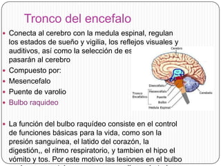 Tronco del encefalo
 Conecta al cerebro con la medula espinal, regulan







los estados de sueño y vigilia, los reflejos visuales y
auditivos, así como la selección de estímulos que
pasarán al cerebro
Compuesto por:
Mesencefalo
Puente de varolio
Bulbo raquideo

 La función del bulbo raquídeo consiste en el control

de funciones básicas para la vida, como son la
presión sanguínea, el latido del corazón, la
digestión,, el ritmo respiratorio, y tambien el hipo el
vómito y tos. Por este motivo las lesiones en el bulbo

 