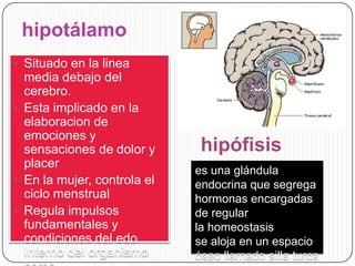 hipotálamo
 Situado en la linea

media debajo del
cerebro.
 Esta implicado en la
elaboracion de
emociones y
sensaciones de dolor y
placer
 En la mujer, controla el
ciclo menstrual
 Regula impulsos
fundamentales y
condiciones del edo.
Interno del organismo

hipófisis
es una glándula
endocrina que segrega
hormonas encargadas
de regular
la homeostasis
se aloja en un espacio
óseo llamado silla turca

 