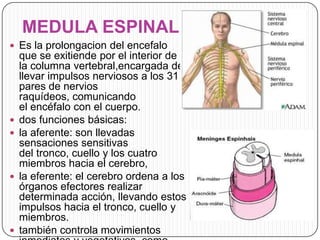 MEDULA ESPINAL
 Es la prolongacion del encefalo








que se exitiende por el interior de
la columna vertebral,encargada de
llevar impulsos nerviosos a los 31
pares de nervios
raquídeos, comunicando
el encéfalo con el cuerpo.
dos funciones básicas:
la aferente: son llevadas
sensaciones sensitivas
del tronco, cuello y los cuatro
miembros hacia el cerebro,
la eferente: el cerebro ordena a los
órganos efectores realizar
determinada acción, llevando estos
impulsos hacia el tronco, cuello y
miembros.
también controla movimientos

 