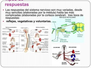 Tipos de
respuestas
 Las respuestas del sistema nervioso son muy variadas, desde

muy sencillas (elaboradas por la médula) hasta las más
complicadas (elaboradas por la corteza cerebral). tres tipos de
respuestas:
 reflejas, vegetativas y voluntarias.

 