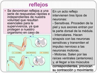 reflejos
 Se denominan reflejos a una

En un acto reflejo
serie de respuestas rápidas e intervienen tres tipos de
independientes de nuestra
neuronas:
voluntad que resultan
esenciales para la
- Sensitivas. Proceden de la
supervivencia, ya que
piel y sus axones entran por
protegen a nuestro
la parte dorsal de la médula.
organismo en caso de
- Intercalares. Hacen
emergencia, en ellas no
participa el cerebro.
sinapsis con las neuronas
sensitivas y transmiten el
impulso nervioso a las
neuronas motoras.
- Motoras. Salen por las
raíces ventrales (anteriores)
y, al llegar a los músculos
correspondientes, provocan
su contracción y movimiento

 