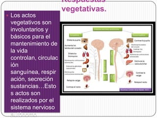  Los actos

vegetativos son
involuntarios y
básicos para el
mantenimiento de
la vida
controlan, circulac
ión
sanguínea, respir
ación, secreción
sustancias…Esto
s actos son
realizados por el
sistema nervioso
autónomo

Respuestas
vegetativas.

 