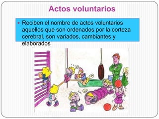 Actos voluntarios
 Reciben el nombre de actos voluntarios

aquellos que son ordenados por la corteza
cerebral, son variados, cambiantes y
elaborados

 