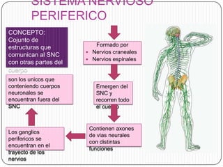 SISTEMA NERVIOSO
PERIFERICO
CONCEPTO:
Cojunto de
estructuras que
comunican al SNC
con otras partes del
cuerpo
son los unicos que
conteniendo cuerpos
neuronales se
encuentran fuera del
SNC

Los ganglios
perifericos se
encuentran en el
trayecto de los
nervios

Formado por
 Nervios craneales
 Nervios espinales

Emergen del
SNC y
recorren todo
el cuerpo

Contienen axones
de vias neurales
con distintas
funciones

 
