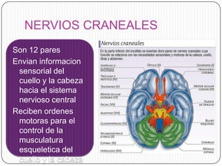 NERVIOS CRANEALES
Son 12 pares
Envian informacion
sensorial del
cuello y la cabeza
hacia el sistema
nervioso central
Reciben ordenes
motoras para el
control de la
musculatura
esqueletica del
cuello y la cabeza

 