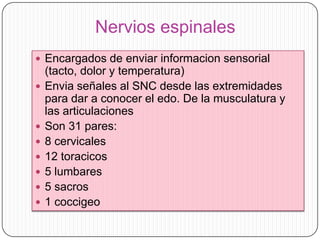 Nervios espinales
 Encargados de enviar informacion sensorial











(tacto, dolor y temperatura)
Envia señales al SNC desde las extremidades
para dar a conocer el edo. De la musculatura y
las articulaciones
Son 31 pares:
8 cervicales
12 toracicos
5 lumbares
5 sacros
1 coccigeo

 