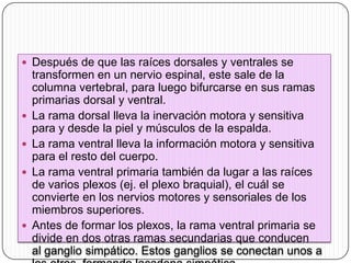  Después de que las raíces dorsales y ventrales se








transformen en un nervio espinal, este sale de la
columna vertebral, para luego bifurcarse en sus ramas
primarias dorsal y ventral.
La rama dorsal lleva la inervación motora y sensitiva
para y desde la piel y músculos de la espalda.
La rama ventral lleva la información motora y sensitiva
para el resto del cuerpo.
La rama ventral primaria también da lugar a las raíces
de varios plexos (ej. el plexo braquial), el cuál se
convierte en los nervios motores y sensoriales de los
miembros superiores.
Antes de formar los plexos, la rama ventral primaria se
divide en dos otras ramas secundarias que conducen
al ganglio simpático. Estos ganglios se conectan unos a

 
