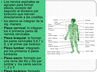  Los nervios espinales se










agrupan para formar
plexos, excepto del
segundo al doceavo par
toraccico que inervan
directamente a las costillas.
los plexos se integran de la
sig. manera:
Plexo cervical: lo integran
los 4 primeros pares de
nervios cervicales
Plexo braquial: lo forman
los pares cervicales 5,6,7 y
8, y el primer par torácico
Plexo lumbar: integrado
por los primeros 4 pares
lumbares
Plexo sacro: formado por
una rama del 4to y 5to par
lumbar y los pares sacros
1, 2 y 3

 